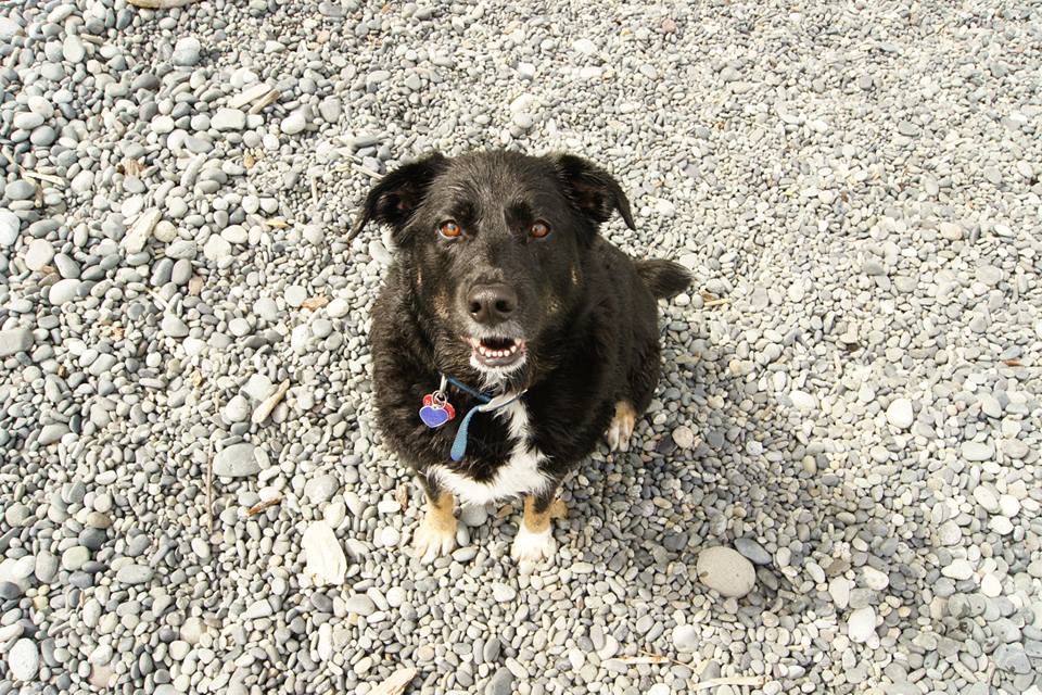 Bella the dog