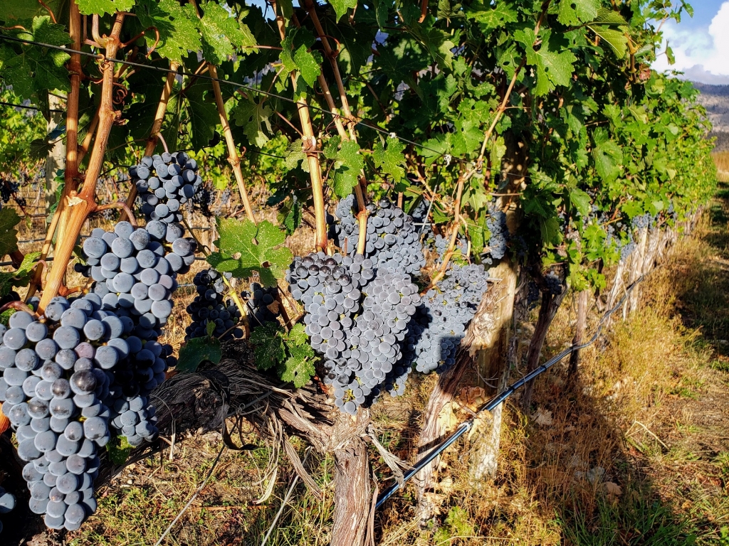 Syrah Grapes on the Vine